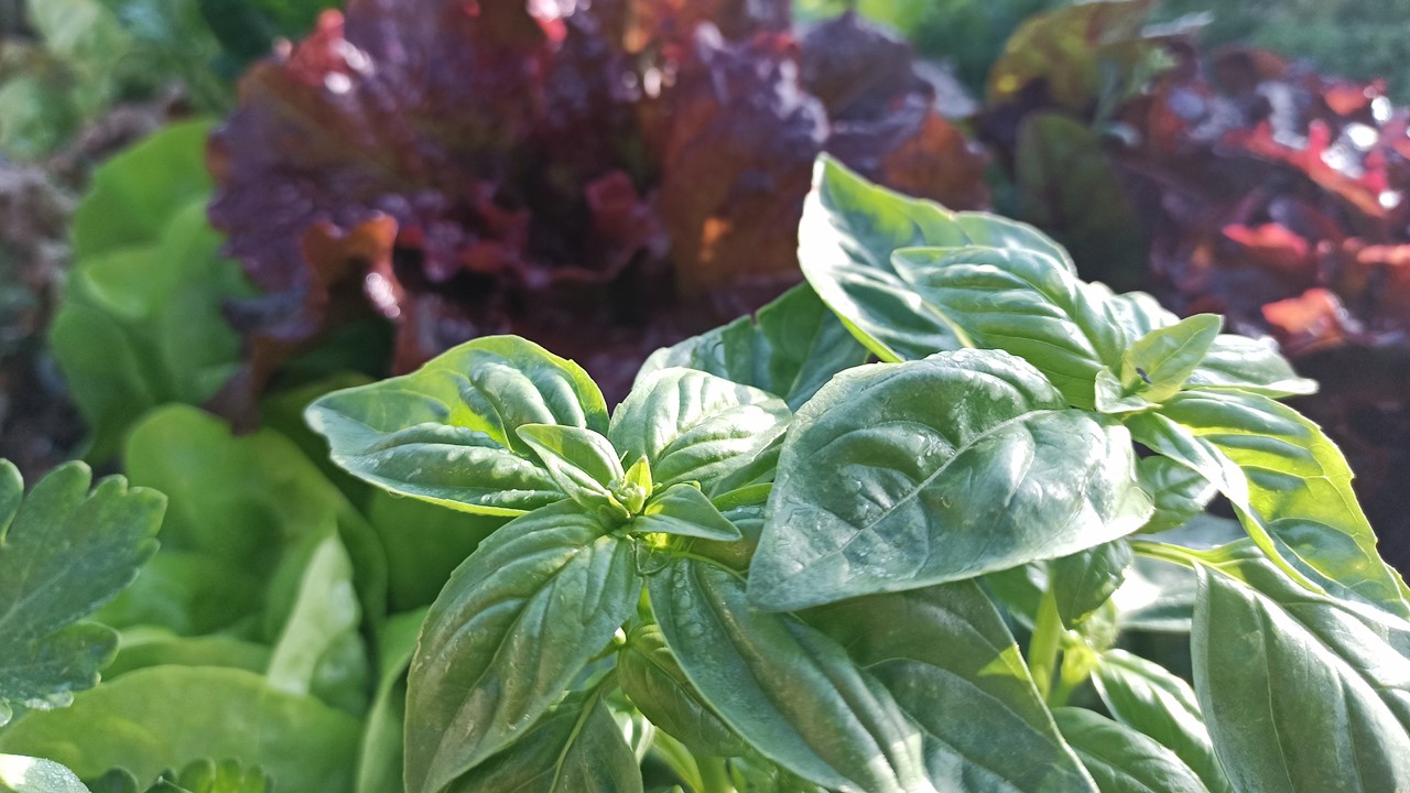 6 שיטות מוצלחות לגידול ירקות במרפסת