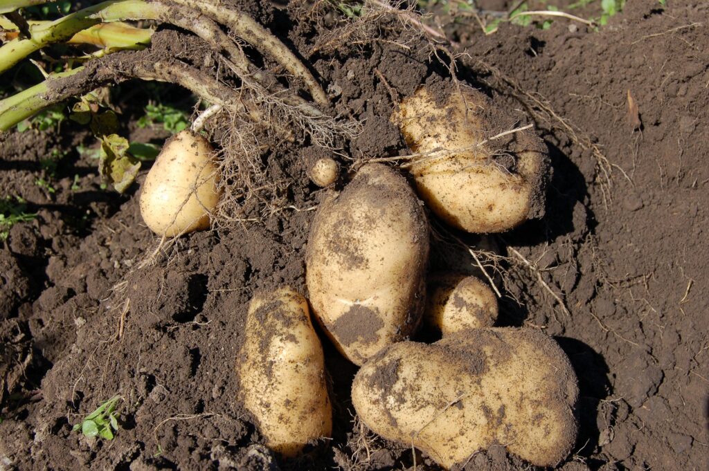 potatoes 1637280 1920