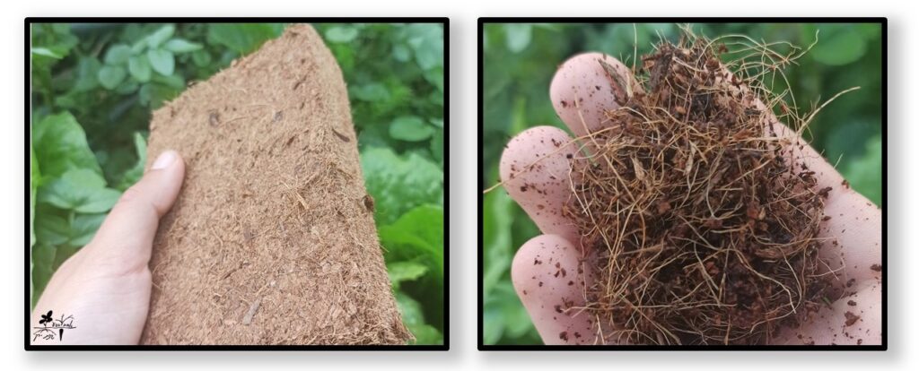 מצע קוקוס לפני ואחרי הרטבה coco coir peat