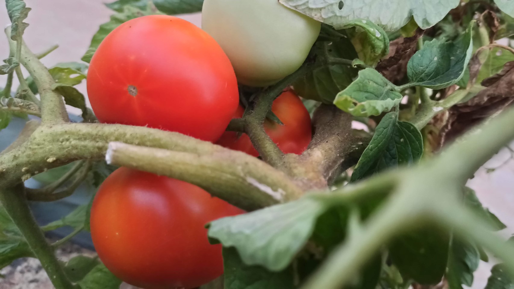איך לגדל עגבנייה בגינה ובמרפסת