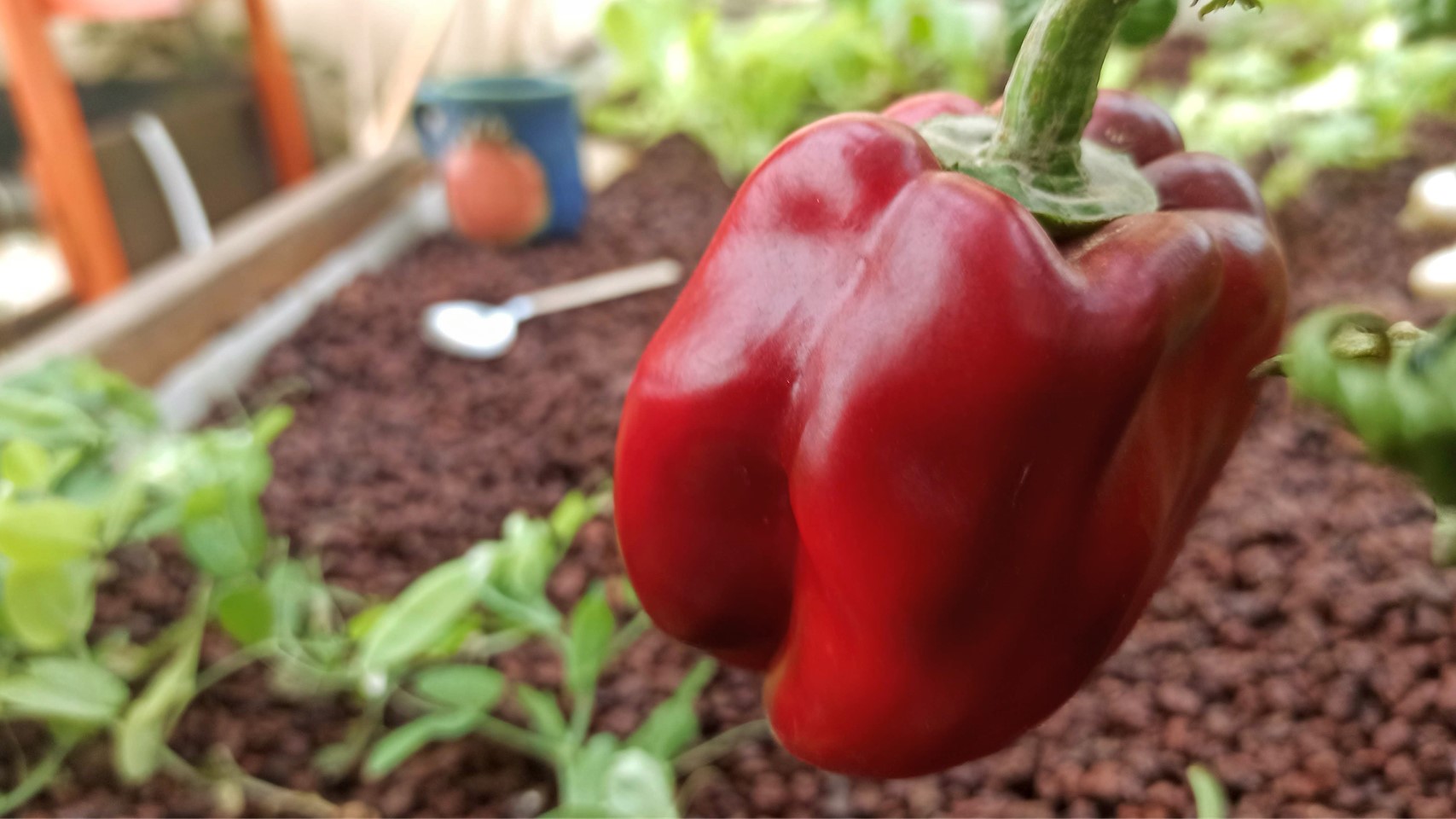 איך לגדל פלפל אדום בגינה ובמרפסת