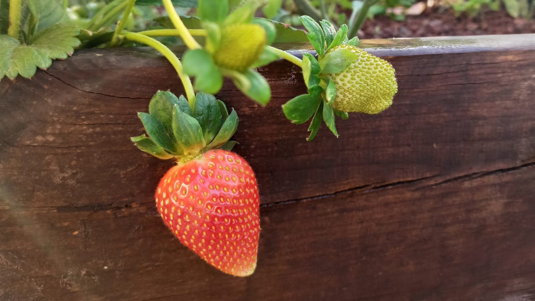 איך לגדל תות שדה בגינה ובמרפסת
