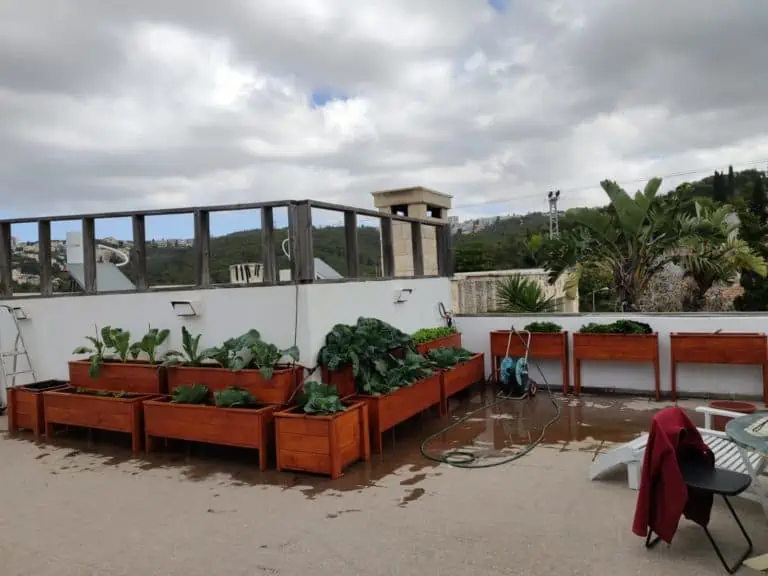 אדניות עץ גדולות דגם הילה עמוסות כרוב וירק על גג בית בנוף הרים