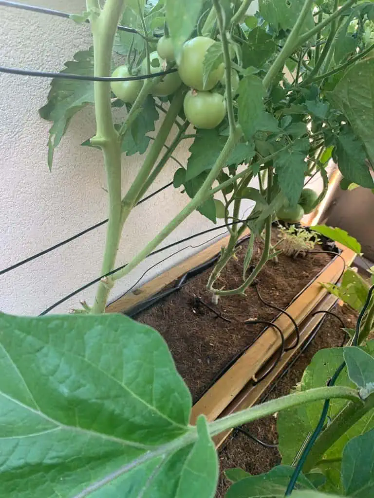 אדנית עץ גדולה דגם "הילה" עם שיח עגבניות ירוקות בגידול על מרפסת