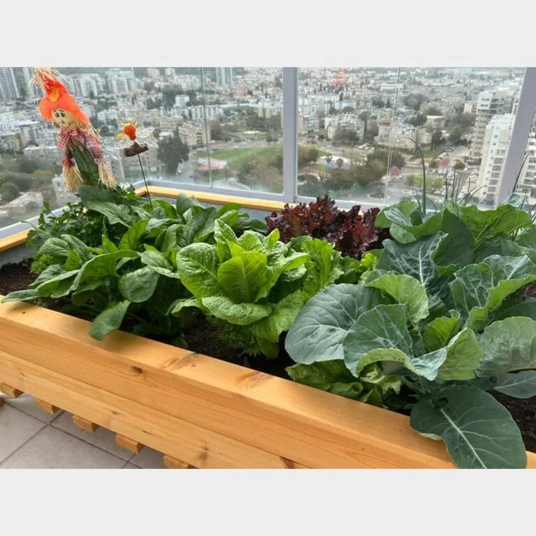 ערוגת עץ מוגבהת דגם "עדן" במרפסת עם חסות, כרוב ודחליל קטן מול נוף העיר