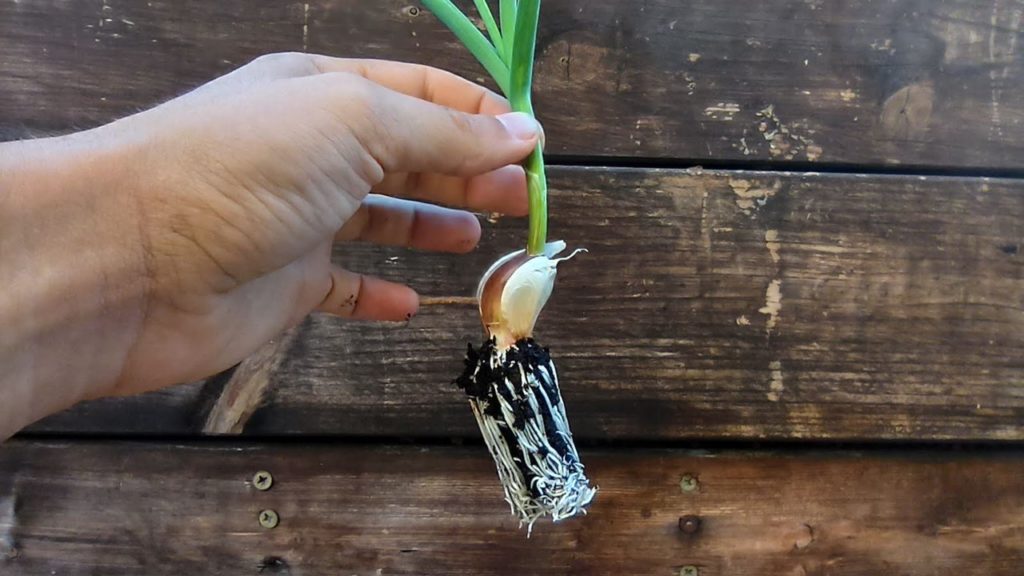 garlic seedling