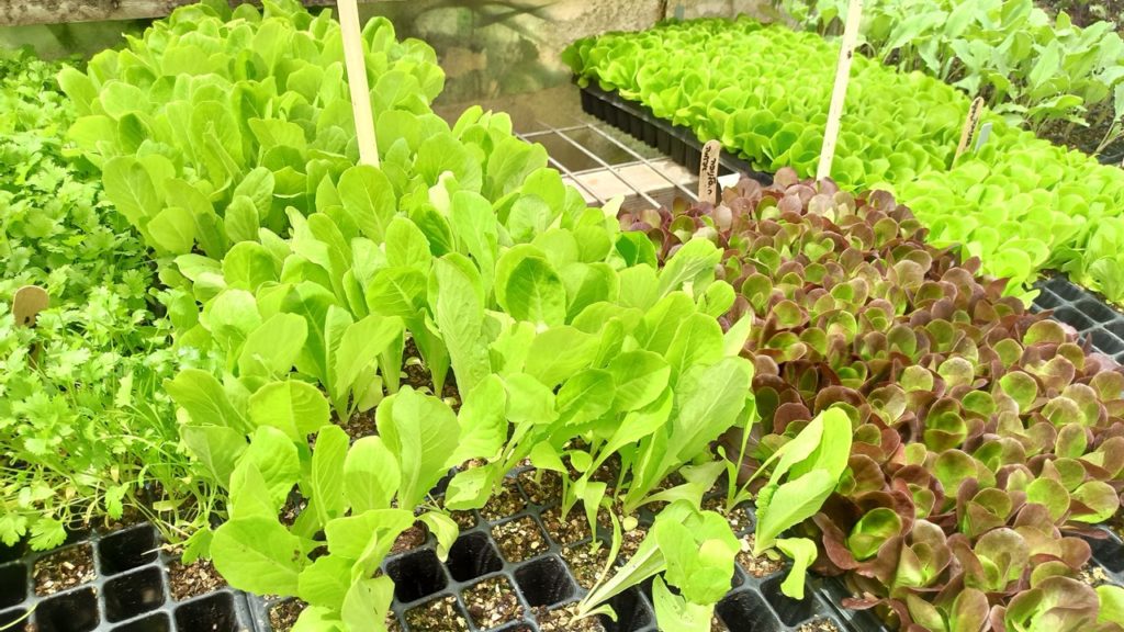 how-to-grow-vegetable-seedlings