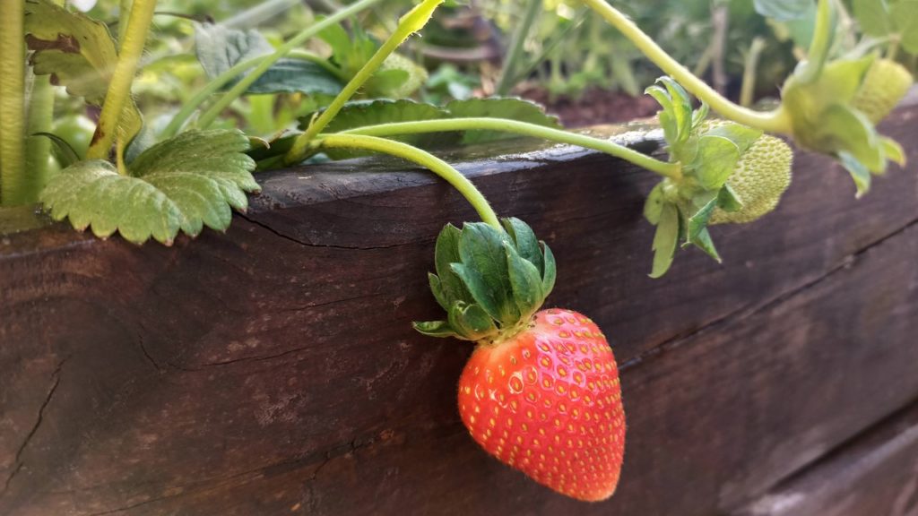 hydroponic strawberries