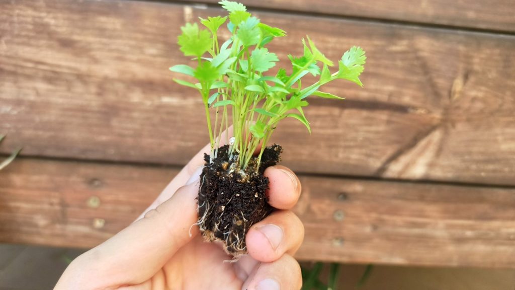 parsley-seedling