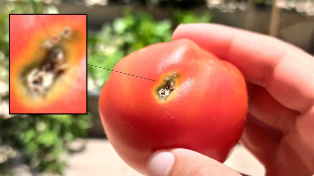איך לגדל עגבניית שרי 2