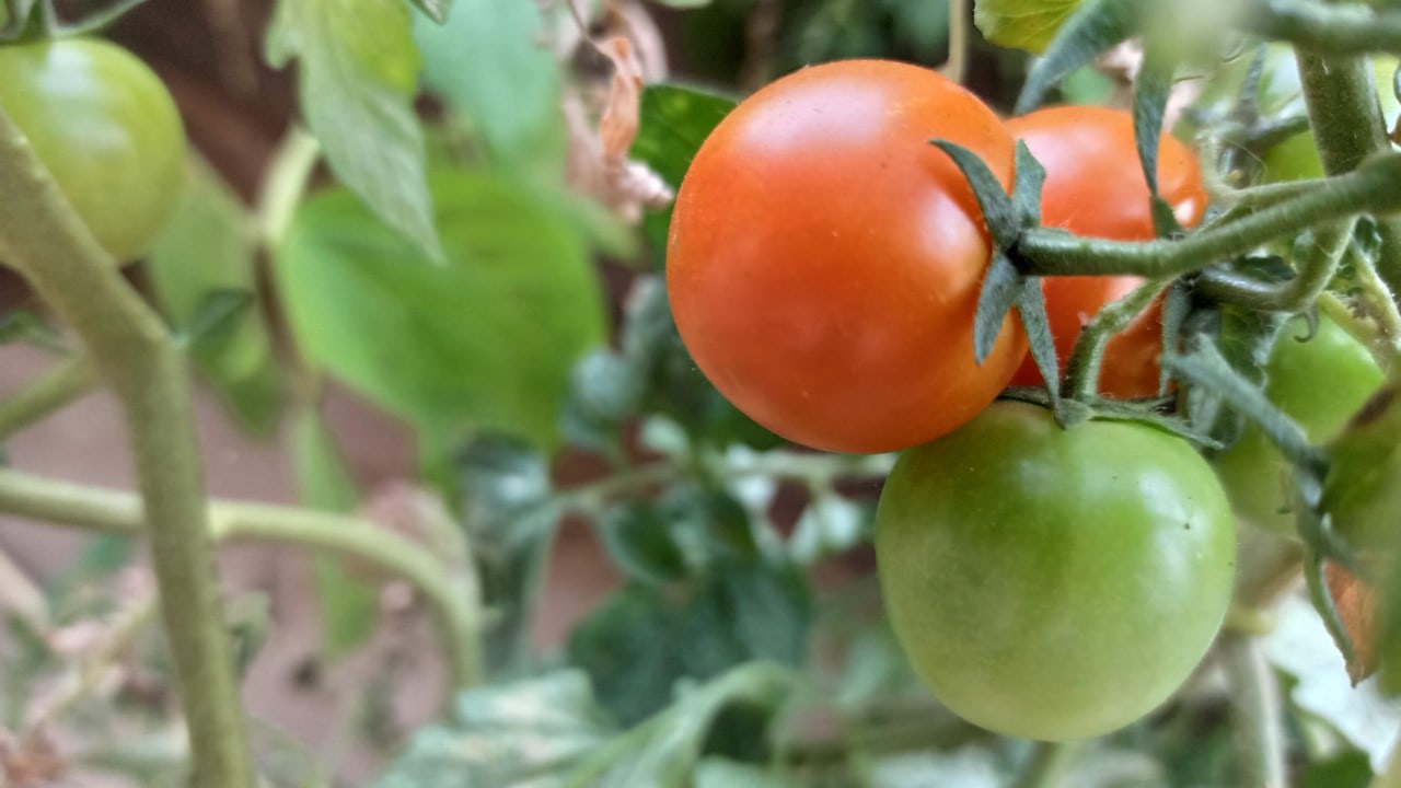 9 טיפים וטכניקות חשובות לגידול עגבניות שרי