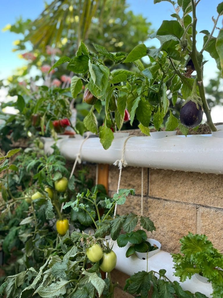גידול עגבניות בהידרופוניקה