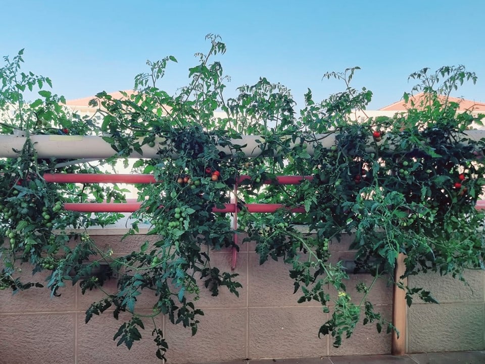 גידול עגבניות שרי במרפסת