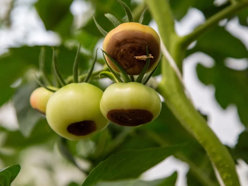 שחור פיטם בעגבניות שרי ירוקות על הצמח — כתמים חומים שקועים בתחתית הפרי