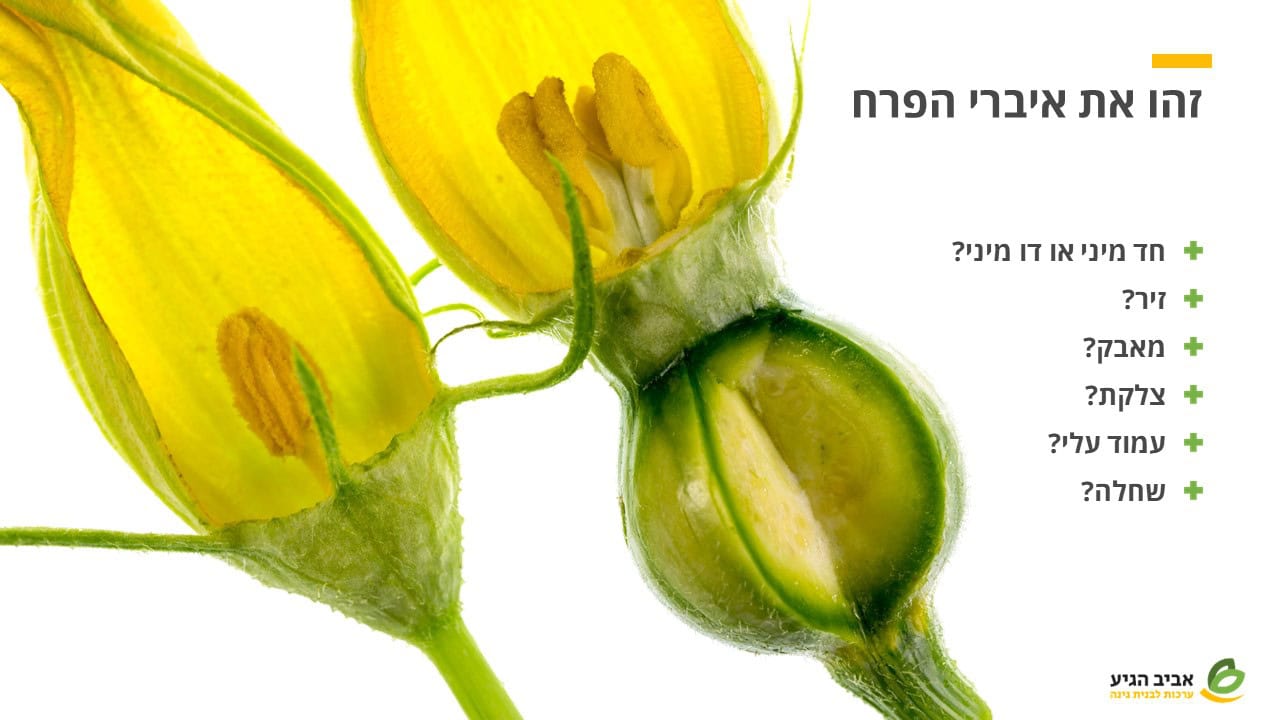 זהו את איברי הפרח — חתך פרח דלעת צהוב עם אבקנים ושחלה